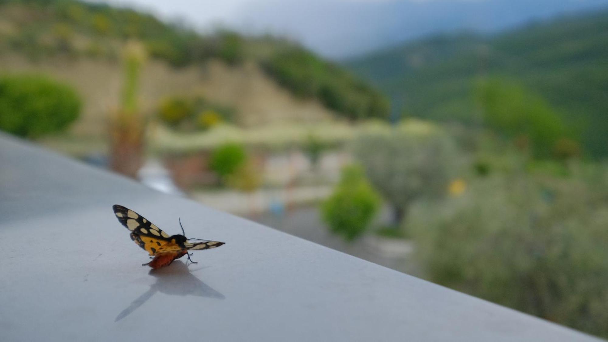 Salillari Guest House Berat Exterior foto